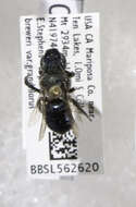 Image of Osmia nifoata Cockerell 1909