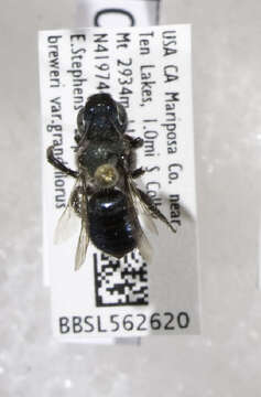 Image of Osmia nifoata Cockerell 1909