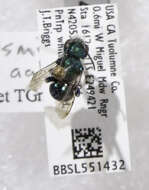 Image of Osmia laeta Sandhouse 1924