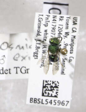 Image of Osmia exigua Cresson 1878