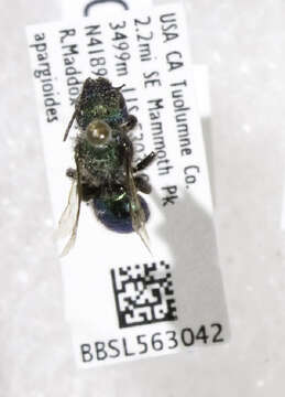 Image of Osmia ednae Cockerell 1907