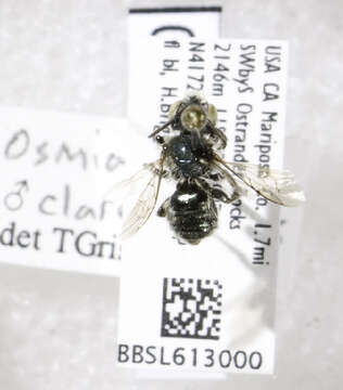 Image of Osmia sedula Sandhouse 1924