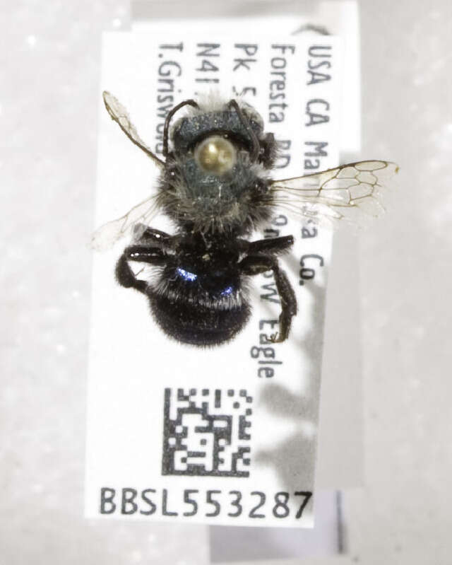 Image of Osmia austromaritima Michener 1936