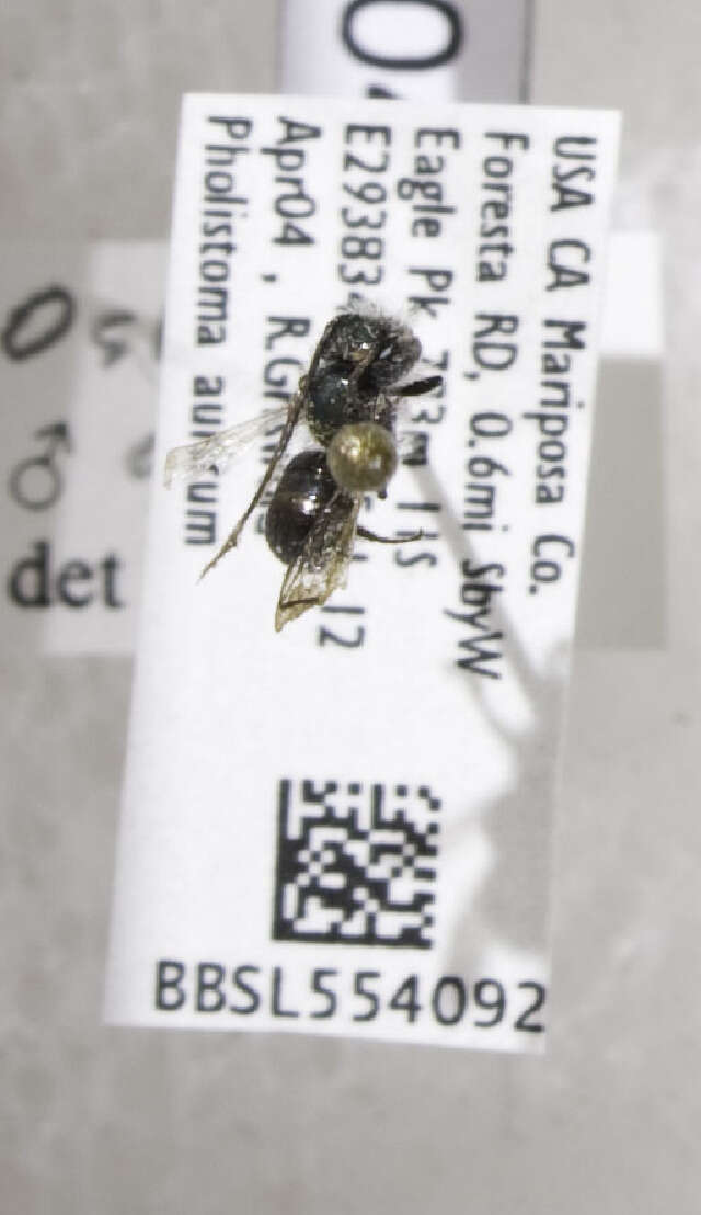 Image of Osmia glauca (Fowler 1899)