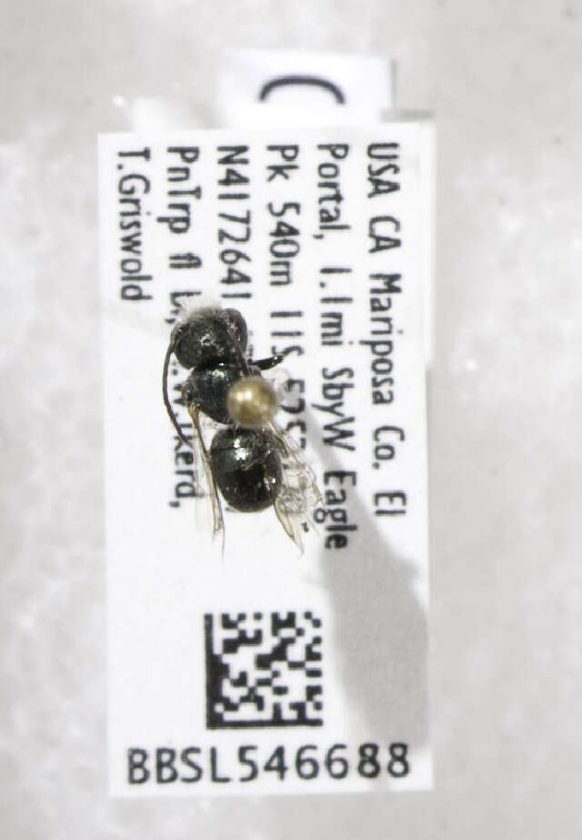 Image of Osmia glauca (Fowler 1899)