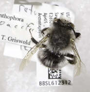 Слика од Anthophora pacifica Cresson 1879