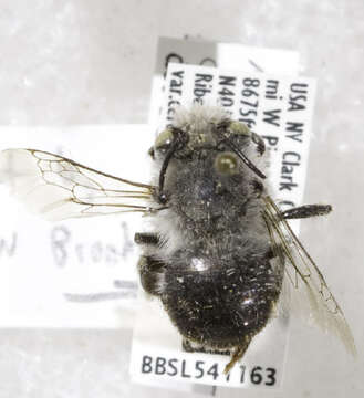 Anthophora ursina Cresson 1869的圖片