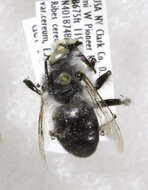 Anthophora ursina Cresson 1869的圖片