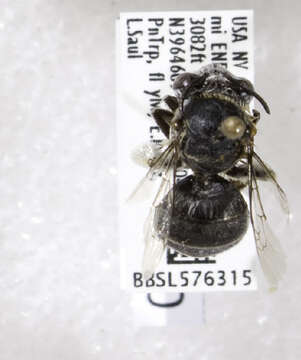 Image of Anthophora ursina Cresson 1869