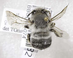 Image of Anthophora porterae Cockerell 1900