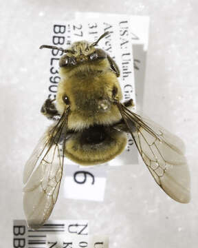 Image of Western Anthophora