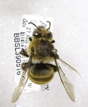 Anthophora occidentalis Cresson 1869的圖片