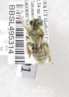 Image of Andrena Fabricius 1775
