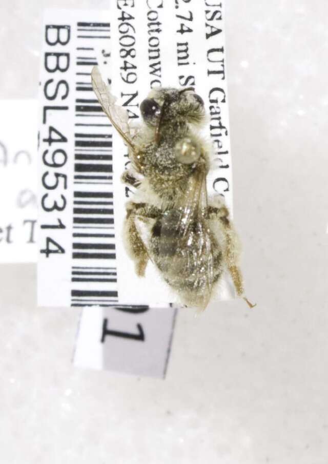 Image of Andrena accepta Viereck 1916