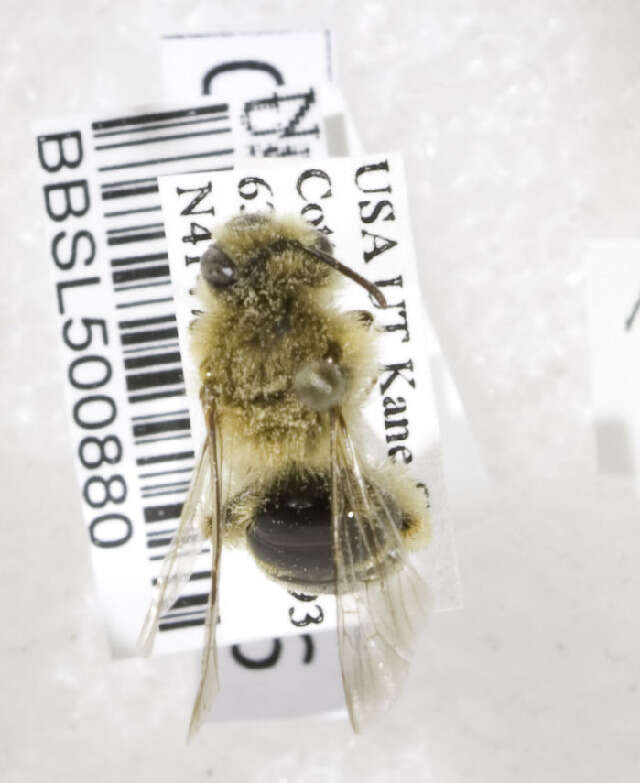 Image of Sunflower Andrena