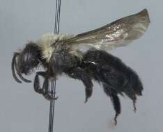 Imagem de Andrena carlini Cockerell 1901