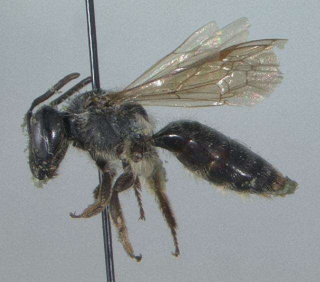 Image of Andrena carolina Viereck 1909