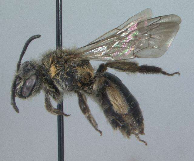 Image of Andrena ceanothi Viereck 1917