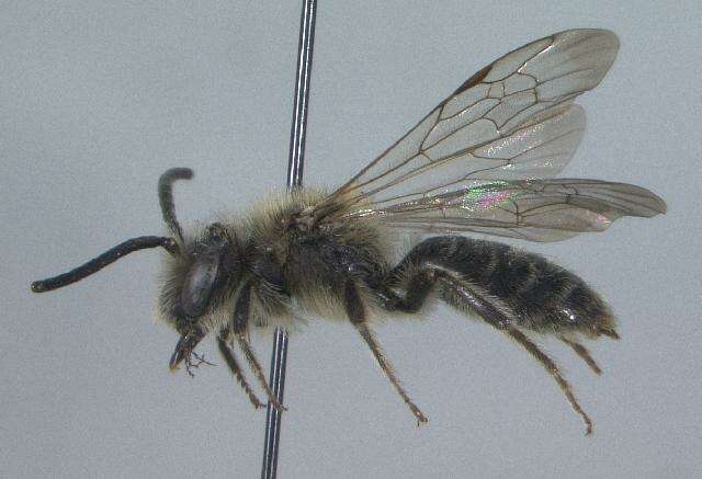 Image of Andrena ceanothi Viereck 1917