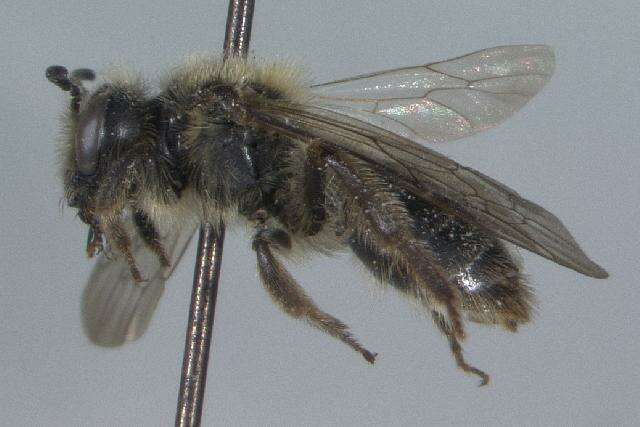 Image of Andrena rufosignata Cockerell 1902