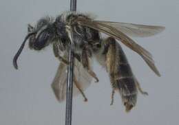 Image of Miserable Andrena