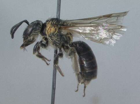 Image of Andrena sigmundi Cockerell 1902