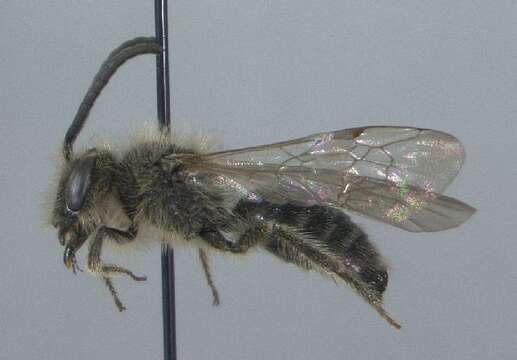 Imagem de Andrena sigmundi Cockerell 1902