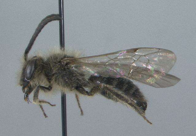Image of Andrena sigmundi Cockerell 1902