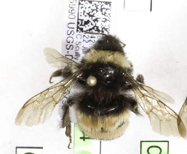 Image of Yellow-banded Bumblebee