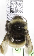 Image of Yellow-banded Bumblebee