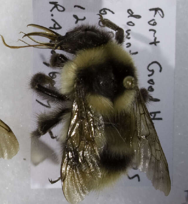 Image of Bombus kirbiellus Curtis 1835