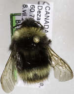 Слика од Bombus occidentalis mckayi Ashmead 1902