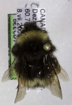 Слика од Bombus occidentalis mckayi Ashmead 1902