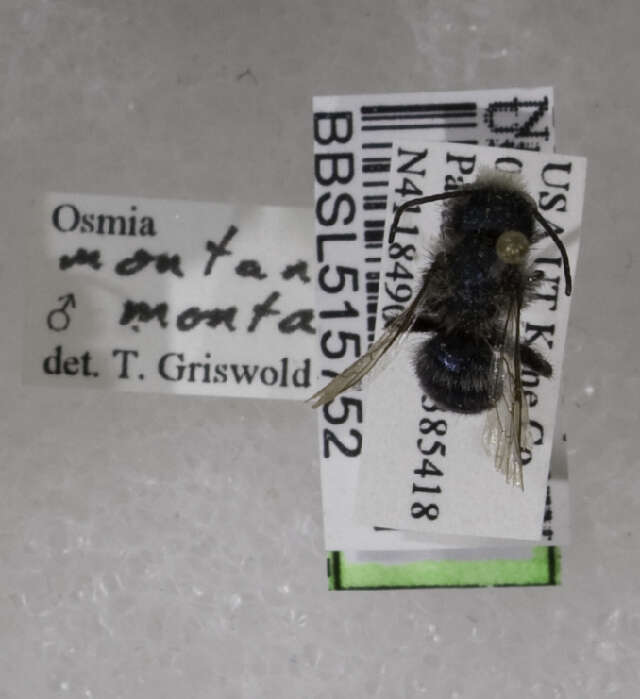 Image of Osmia montana Cresson 1864