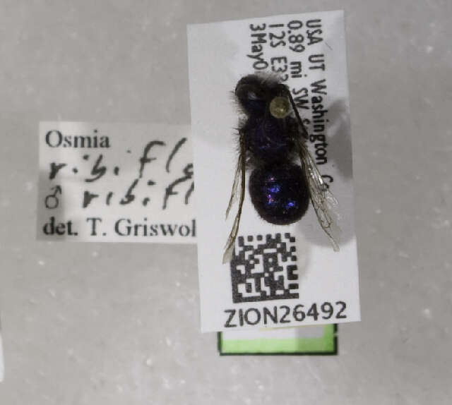 Image of Blueberry bee