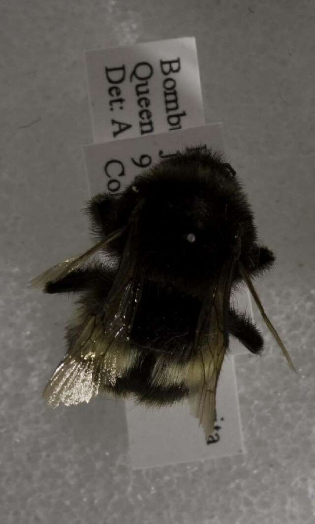 Image of Bombus hypocrita Pérez 1905