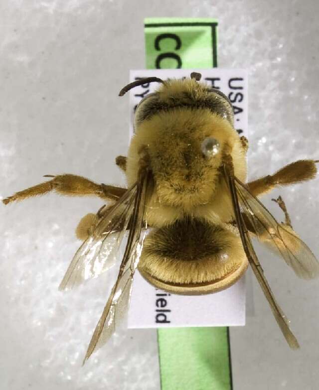 Image of Large Squash Bee