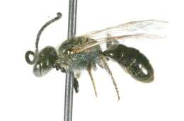 Lasioglossum perpunctatum (Ellis 1913)的圖片