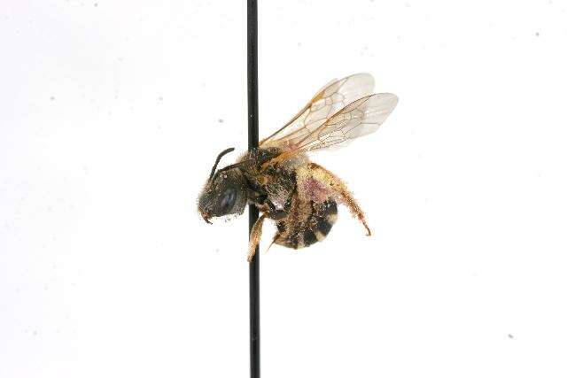 Image of Halictus ligatus Say 1837