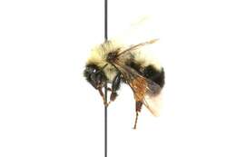 Image of Two-spotted Bumblebee