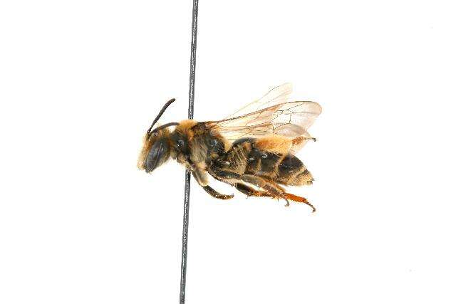 Image of Andrenine bee