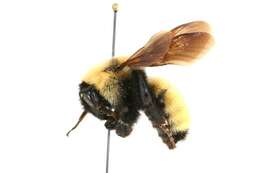 Image of Yellow Bumblebee