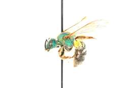 Image of Bicolored Agapostemon