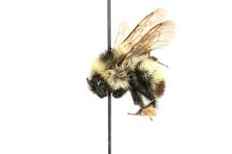 Image of Red-belted Bumble Bee