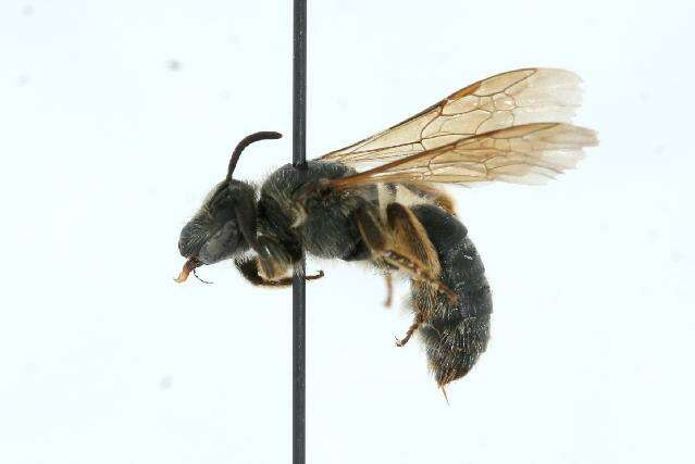 Lasioglossum coriaceum (Smith 1853)的圖片