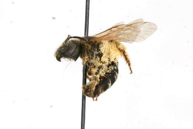 Image of Halictus ligatus Say 1837