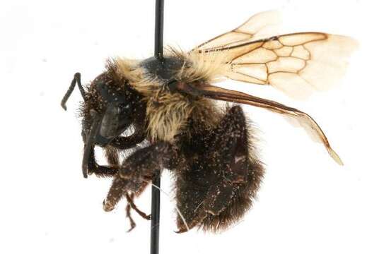 Image of Two-spotted Bumblebee