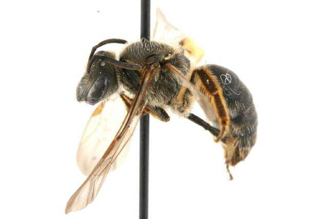 Lasioglossum coriaceum (Smith 1853)的圖片