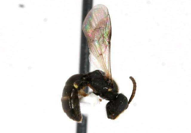 Image of Hylaeus mesillae (Cockerell 1896)