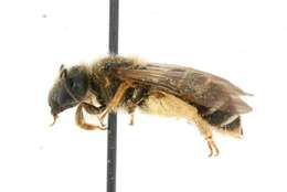 Image of Mining Bees